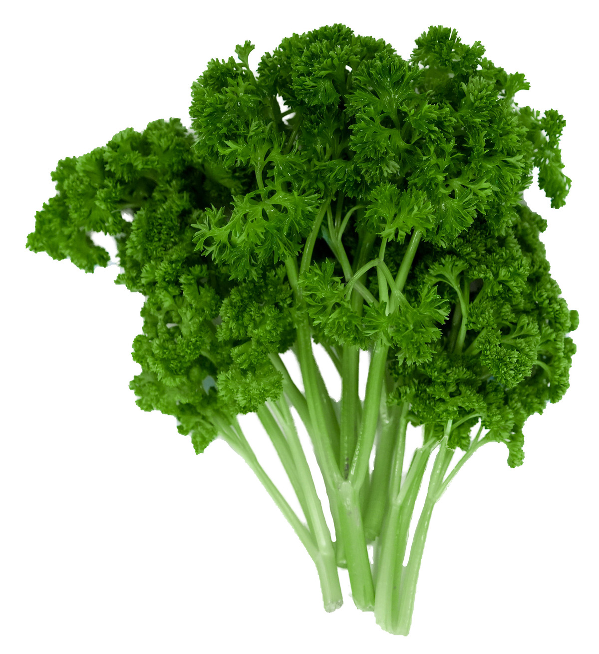 Steinselja 1kg erl.