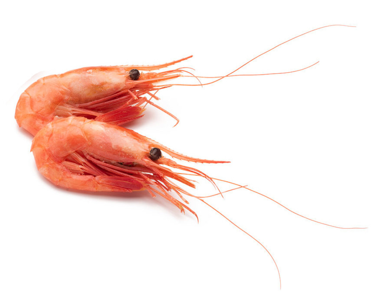 Suðurækja 50/70 - 5 kg