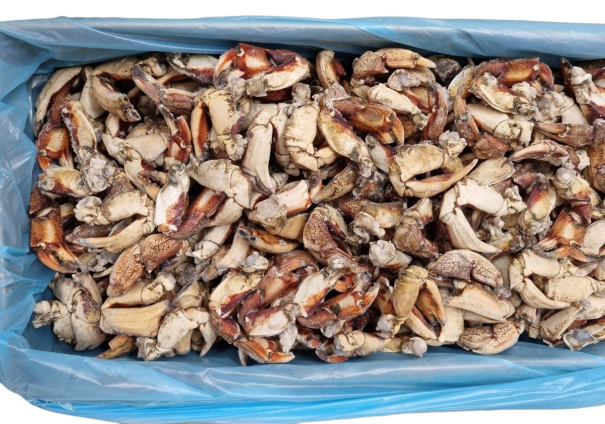 Grjótakrabbi klær 12kg