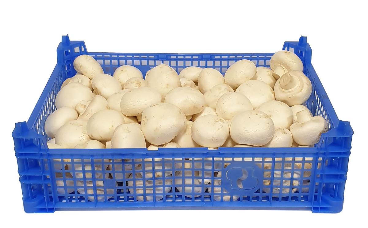 Sveppir 3kg í lausu erl.