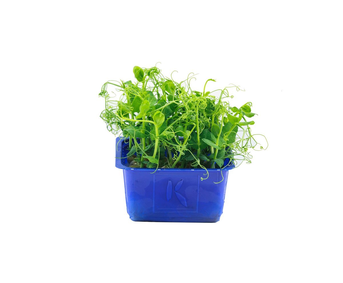 Cress Micro snow pea tendrill (Affilla) x32gr