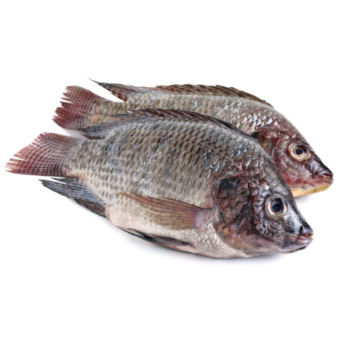 Tilapia heil svört 9kg