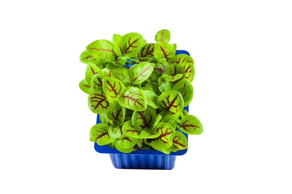 Basil 1kg erl.