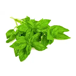 Basil kg erl. (FL)