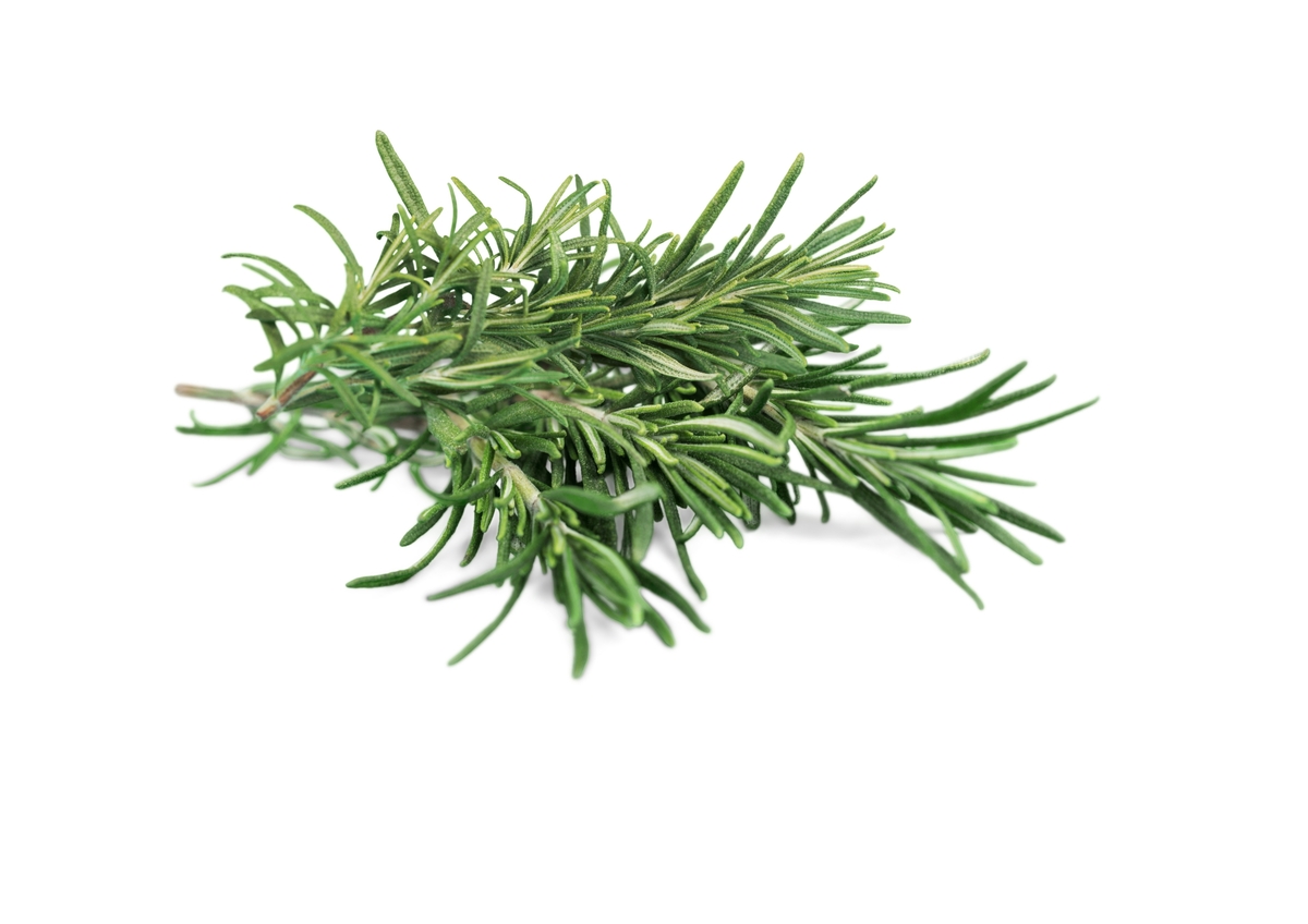 Rósmarín kg