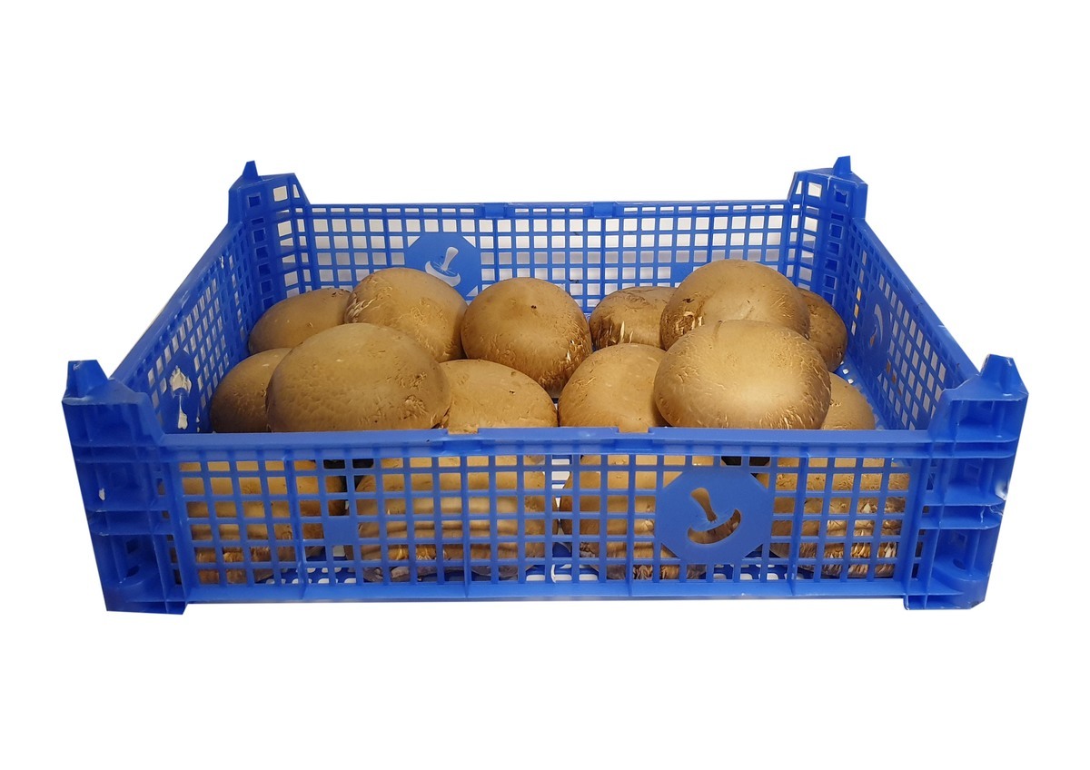 Sveppir Portobello 1,5kg í lausu (FL)