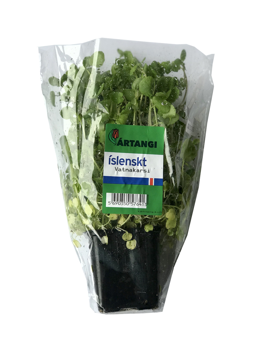 Vatnakarsi pottur Ártangi 24x50gr