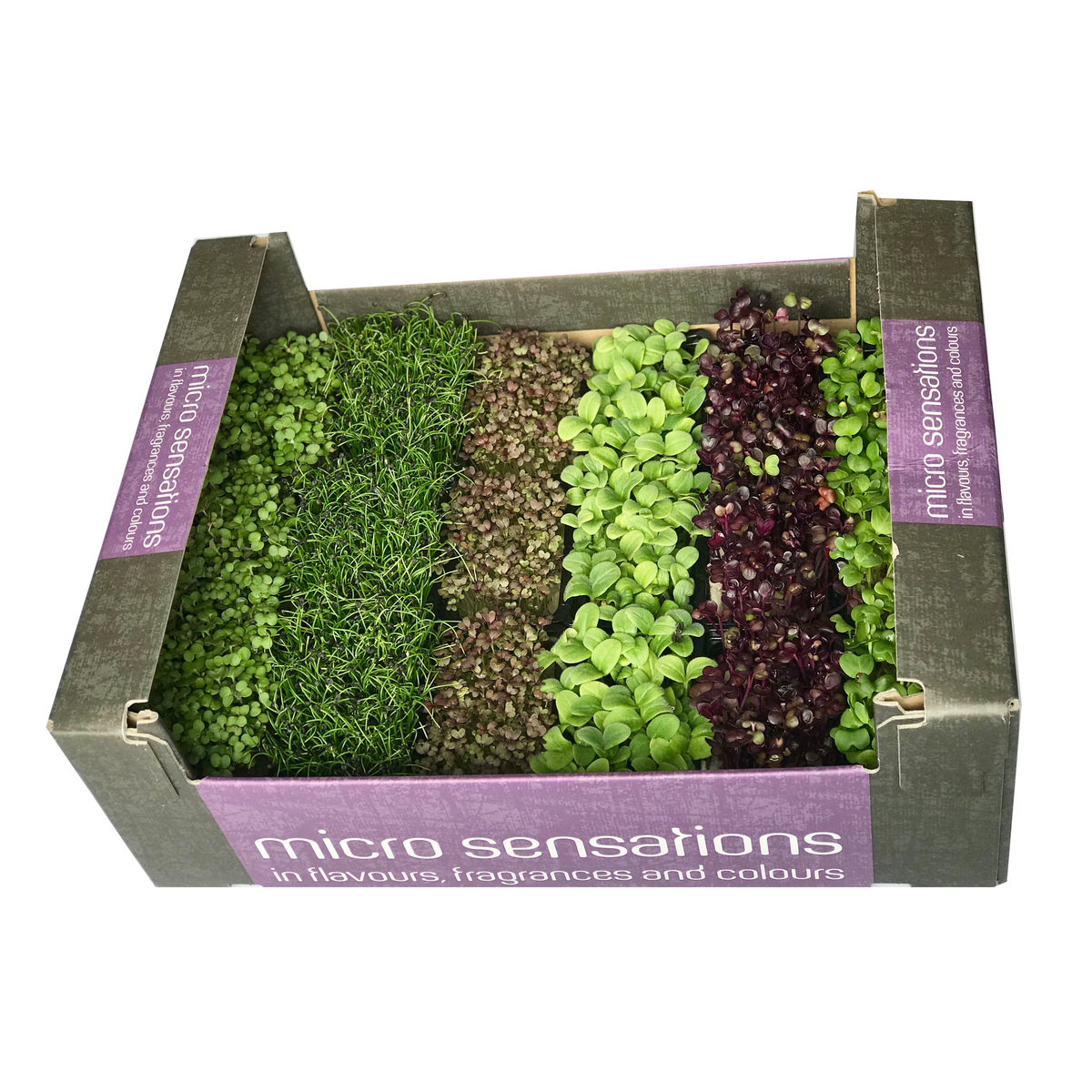 Basil 1kg erl.