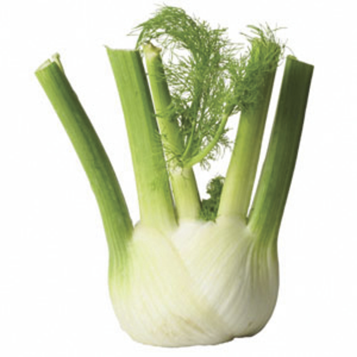 Fennel kg/ks