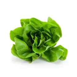 Boston-salat stk/ks (FL)