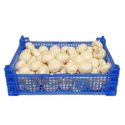 Sveppir 3kg í lausu erl.