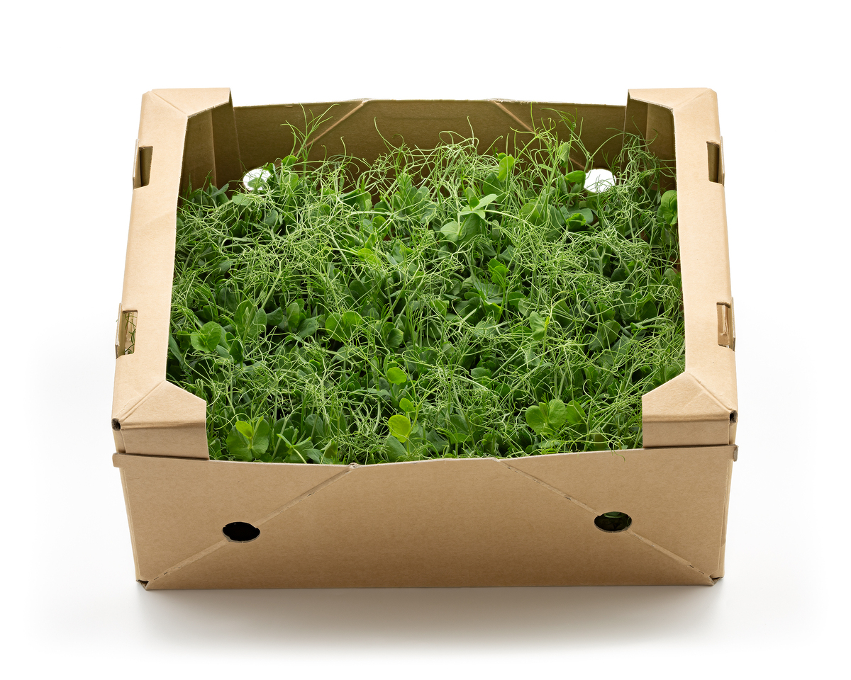 Vaxa Baunasprettur (Affilla) 16 stk