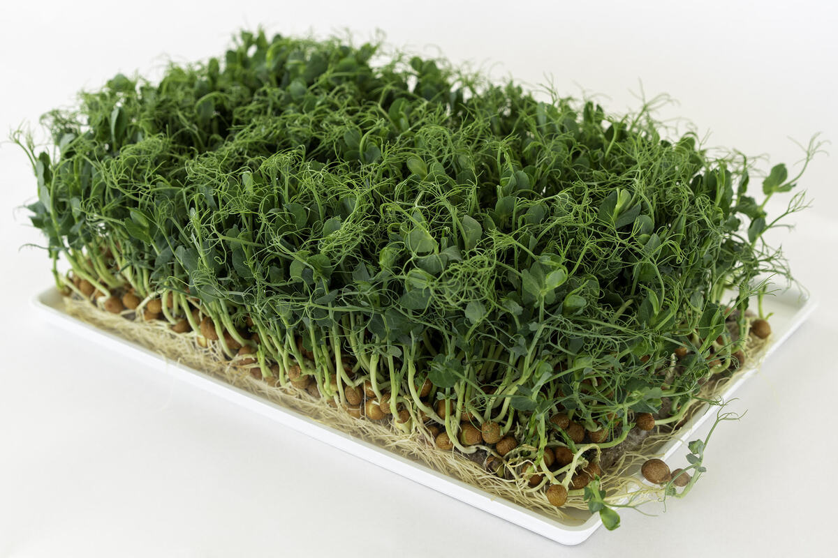 Cress Vene 16x50gr (FL)