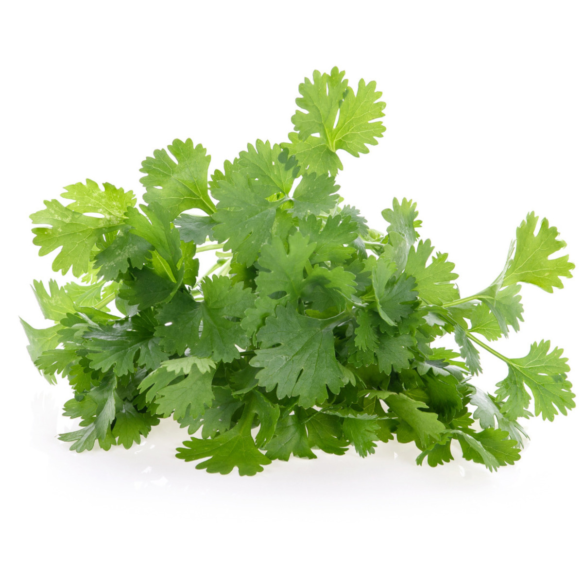 Vaxa Kóríander 6x200g