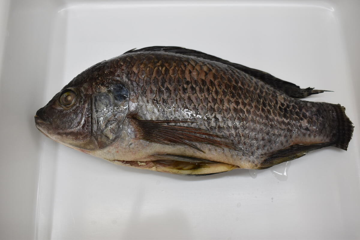 Tilapia Svört stór +800g 3,2kg