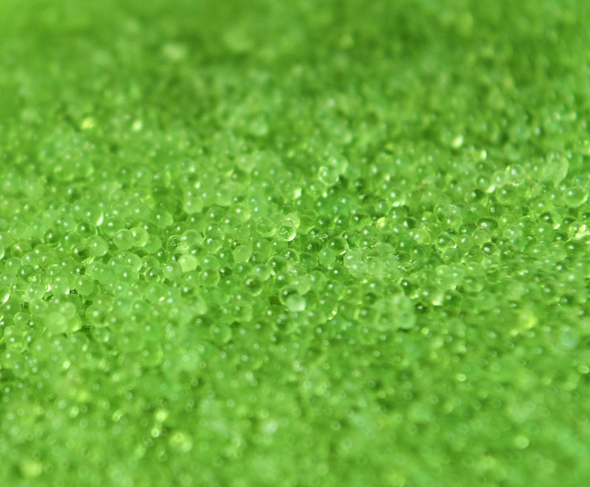 Masago Grænt 12x500gr