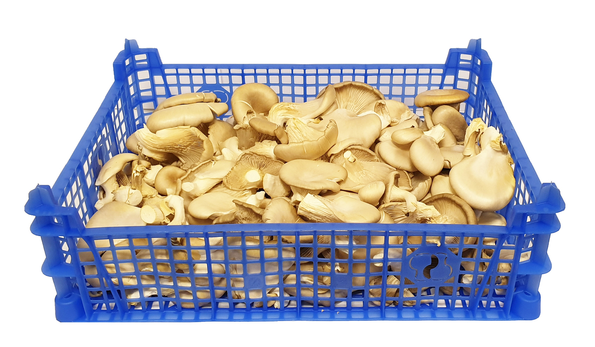 Sveppir Oyster ca. 1 kg í lausu (FL)