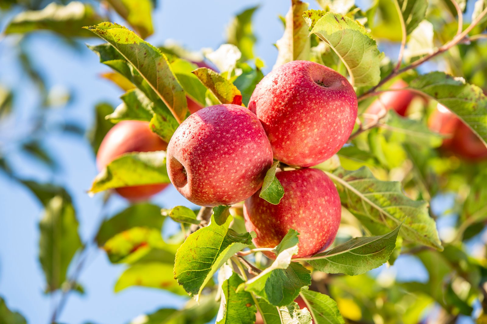 pink-lady-innnes-heildverslun