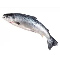 Lax Heill slægður (HOG) (vigtarvara)