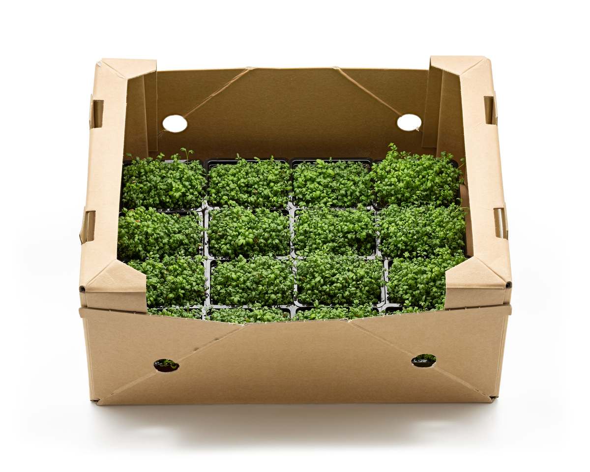 Vaxa Garðakarsi sprettur 16 stk