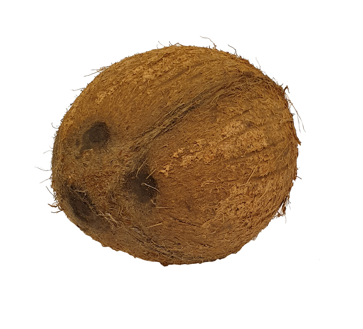 Kókoshneta 50 stk/ks