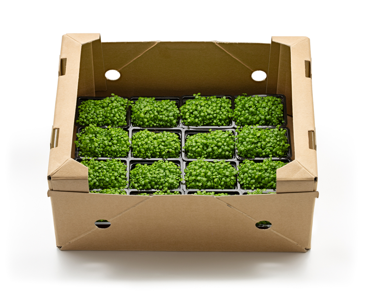 Vaxa Vatnakarsi Sprettur 16 stk