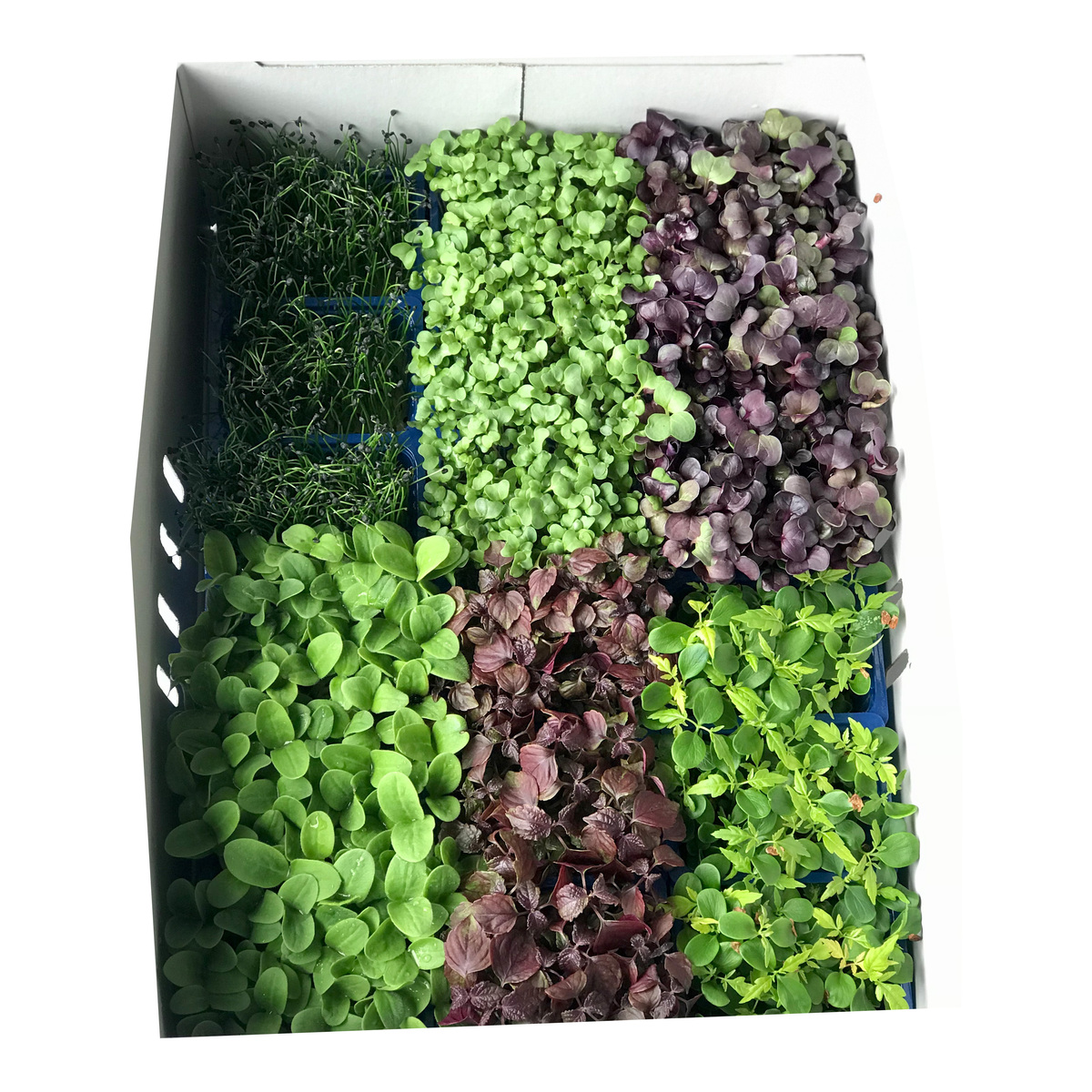 Cress Sakura mix 18x35gr Kikuna (FL)