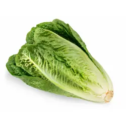 Romain salat  kg/ks